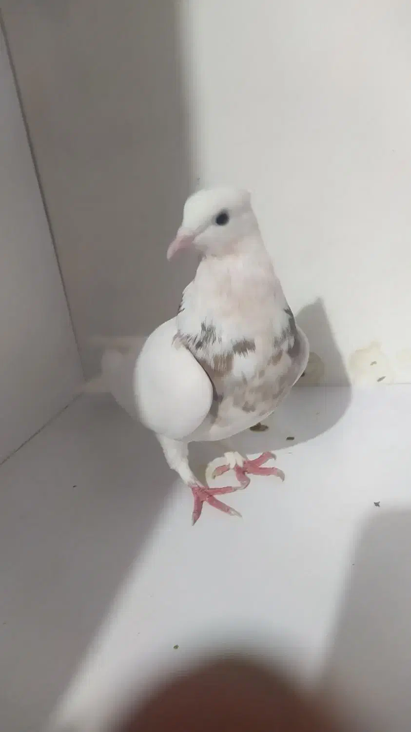 طوقی ماده|پرنده|رباط‌کریم, رباط‌کریم|دیوار