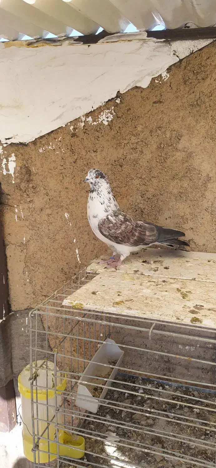 کبوتر|پرنده|شهرضا, |دیوار