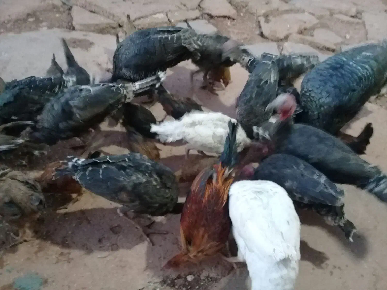 بوقلمون|حیوانات مزرعه|کوهدشت, |دیوار