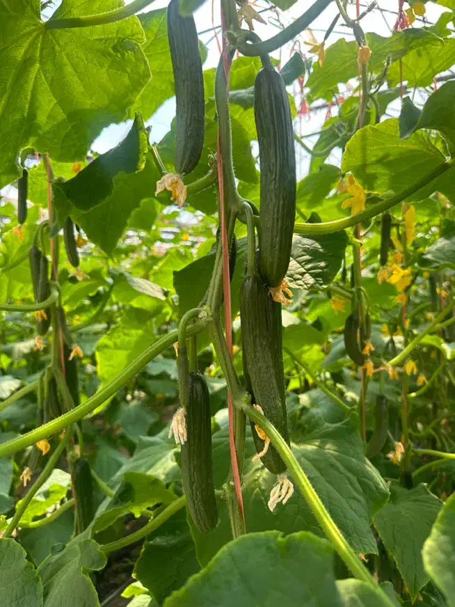 رعیت یا کارگر جهت گلخانه خیار محدوده قرچک|استخدام صنعتی، فنی، مهندسی|قرچک, داوود آباد|دیوار