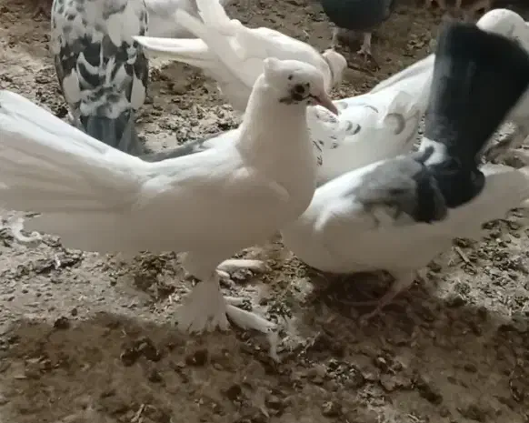 جوجه کفتر|پرنده|پیشوا, |دیوار