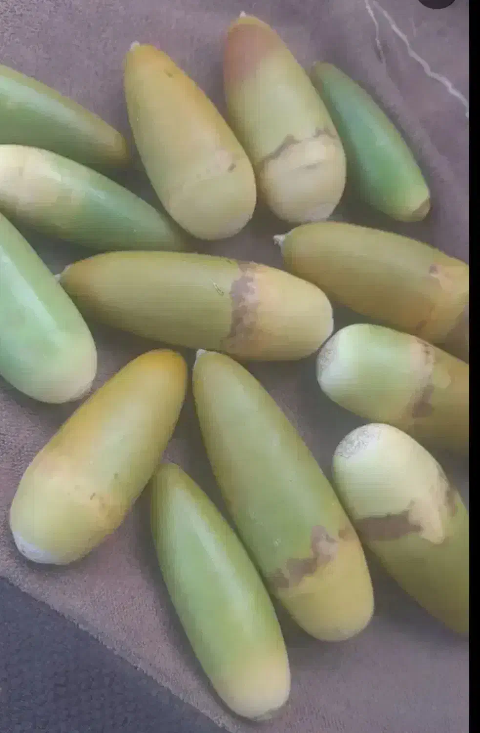 بلوط تازه یاسوج|خوردنی و آشامیدنی|چیتاب, |دیوار