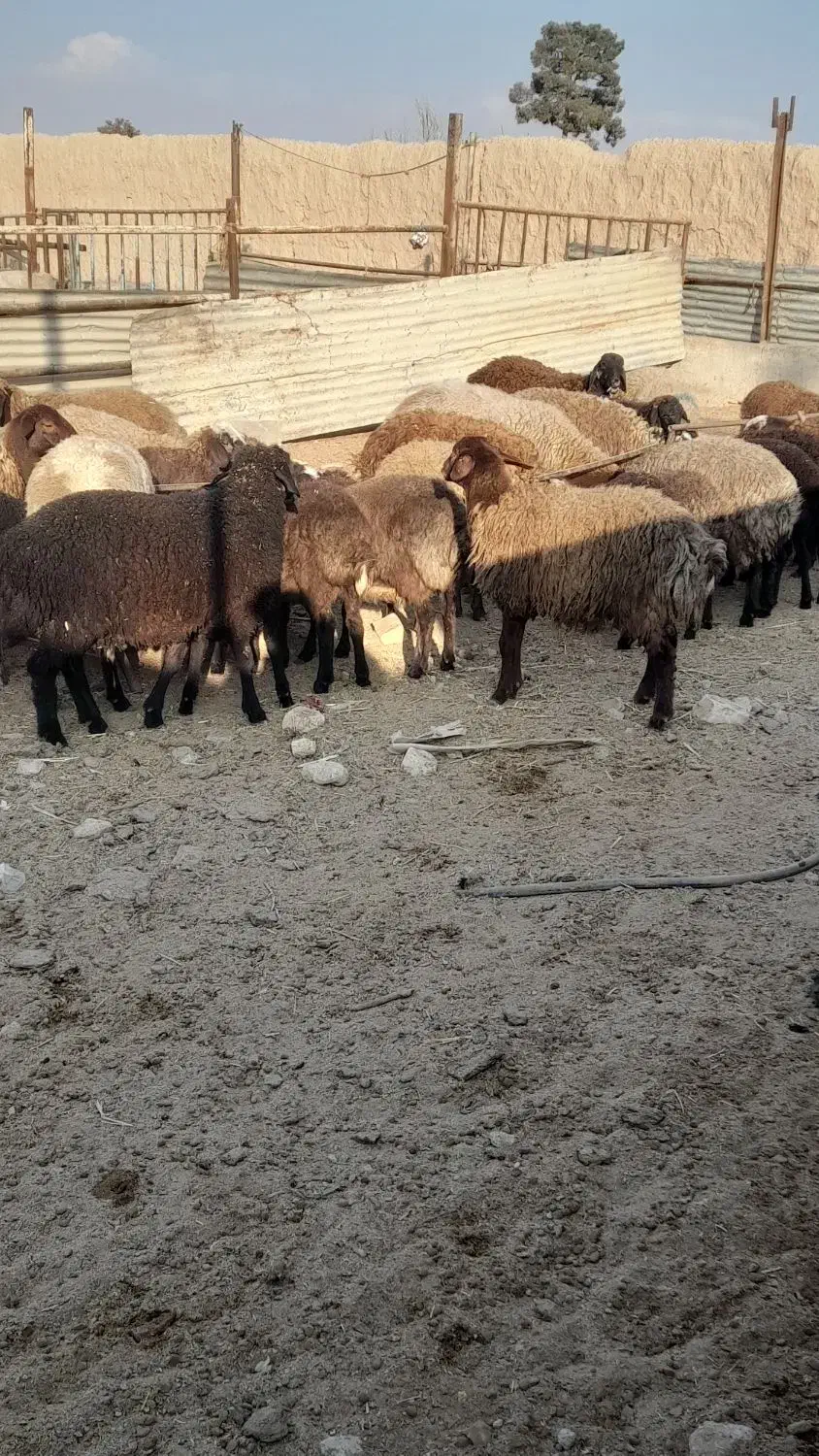 بره|حیوانات مزرعه|پیشوا, |دیوار