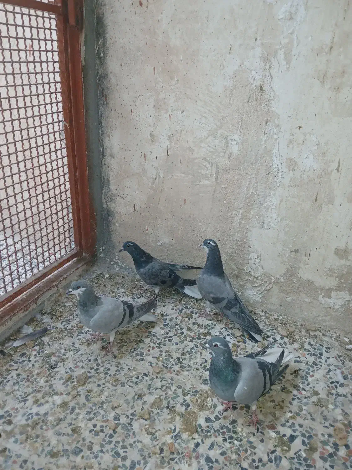 4تا همش باهم 500|پرنده|خمینی‌شهر, |دیوار