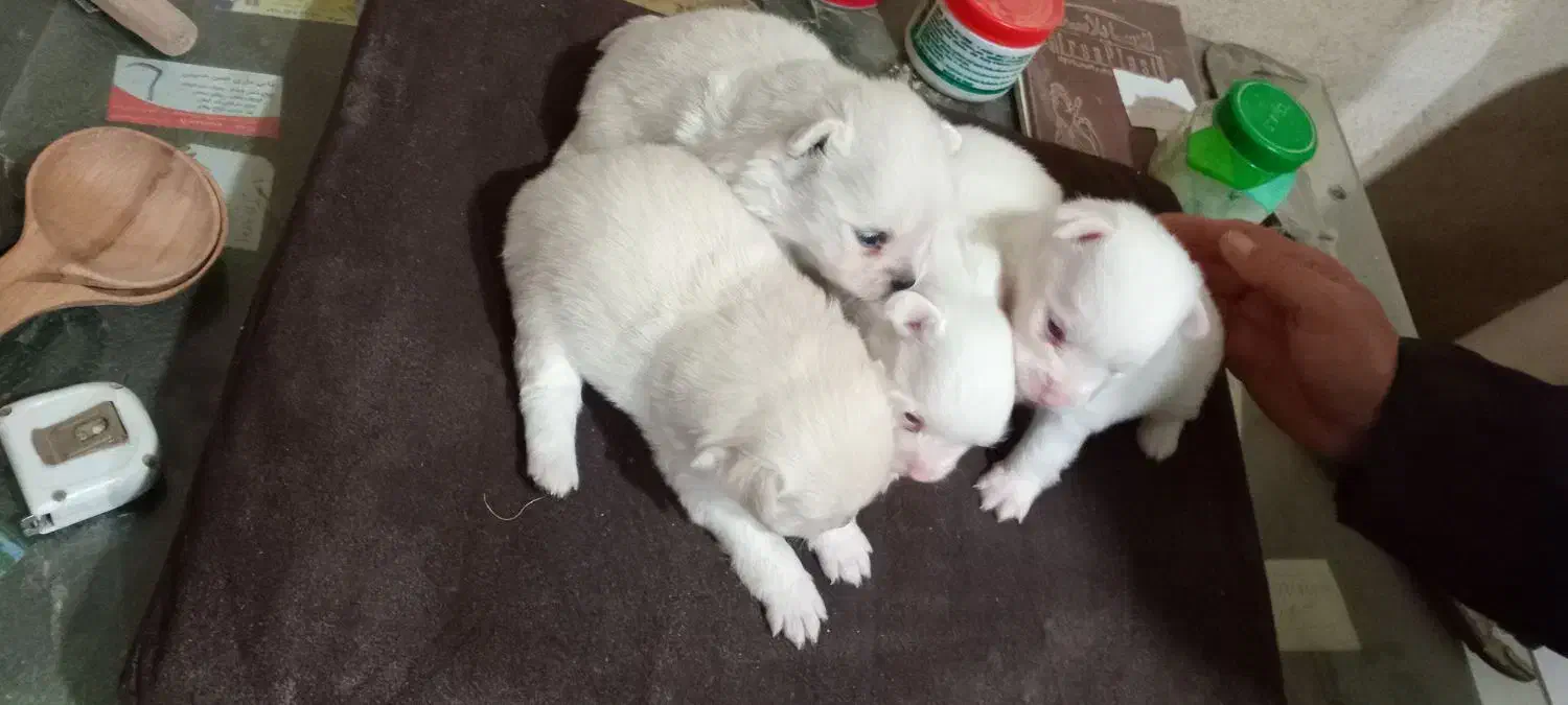 توله سگ های پامر|سگ|رشت, سیا اسطلخ|دیوار