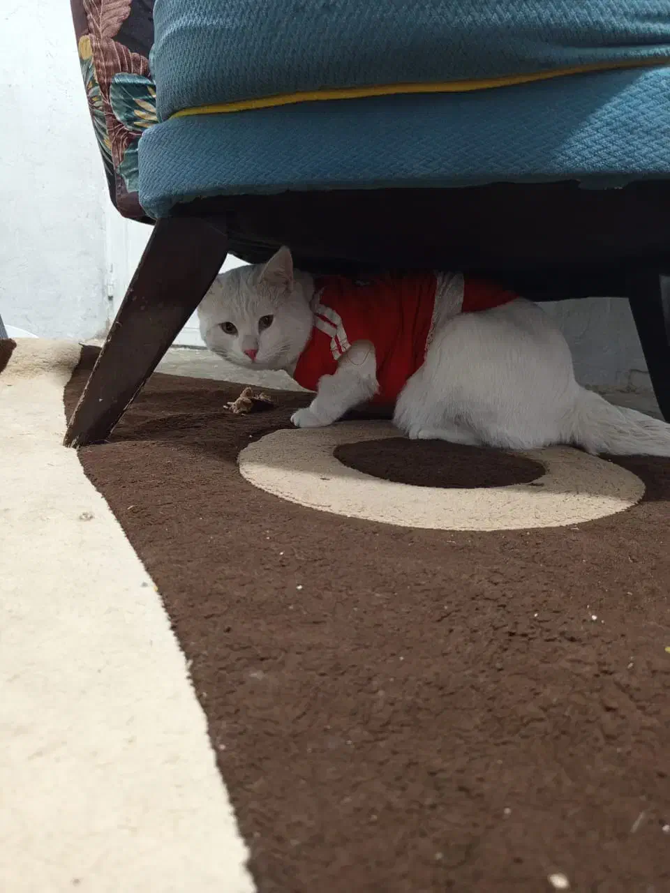 گربه پرشین کم یاب|گربه|شهریار, شهرک امیریه|دیوار