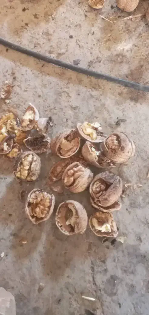 گردوالشتر|خوردنی و آشامیدنی|دره شهر, |دیوار