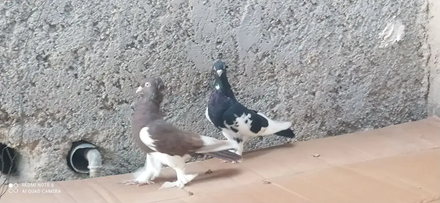 کبوتر خوب|پرنده|خورموج, |دیوار