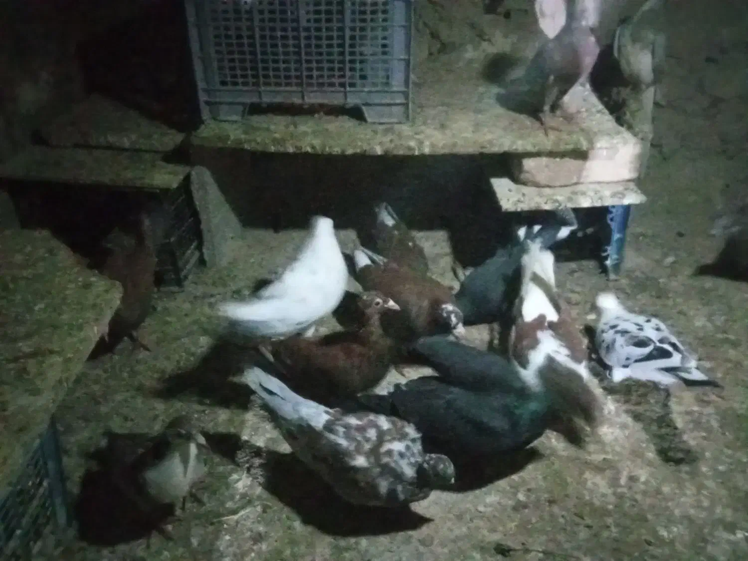 فروشی جفت 700 کبوتر|پرنده|شیروان (خراسان), |دیوار