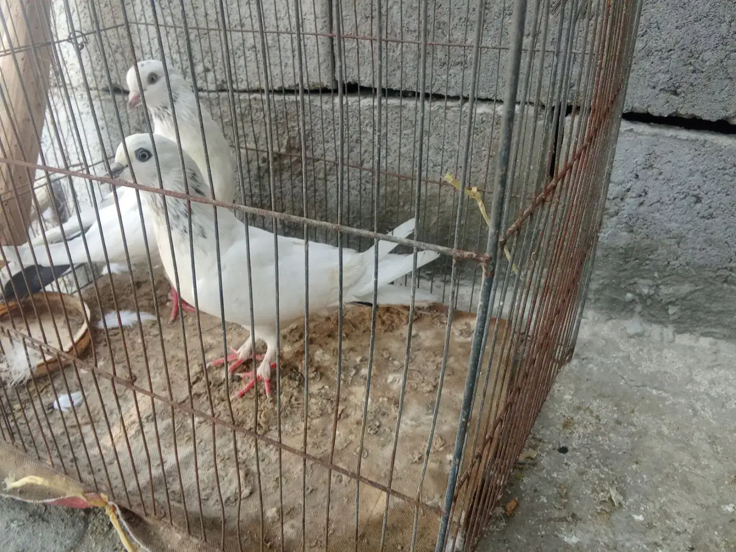 کفتر|پرنده|میناب, |دیوار