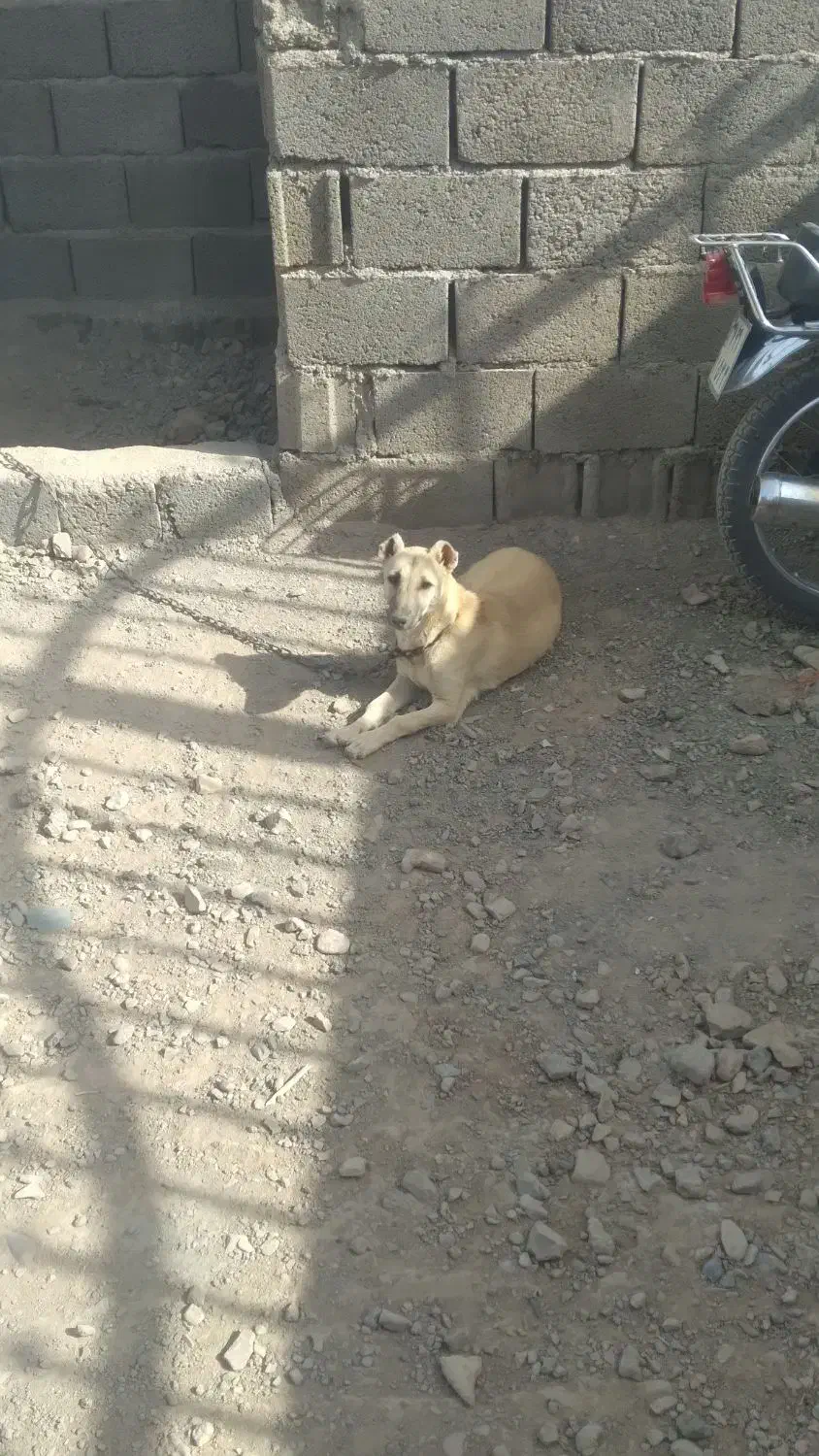 سگ پاکوتا|سگ|قائن, |دیوار