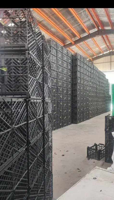 سبد ۱۰ کیلویی|ظروف نگهدارنده، پلاستیکی، یکبارمصرف|شیراز, شهرک صنعتی شیراز|دیوار