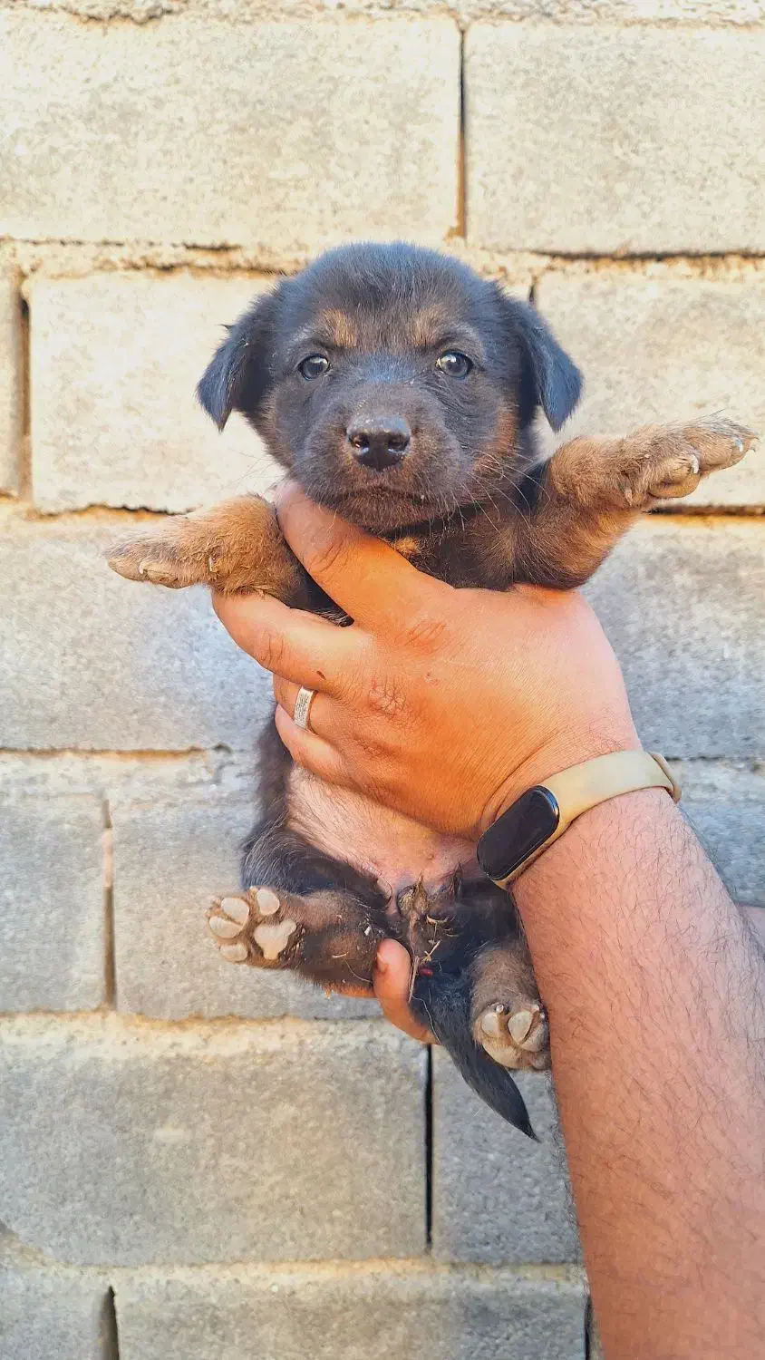 واگذاری سگ پاکوتاه|سگ|گنبد کاووس, |دیوار