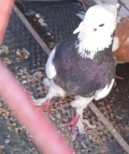 سه تاطوقی یک جفت پدر مادر و یک جوانه|پرنده|بیرجند, |دیوار