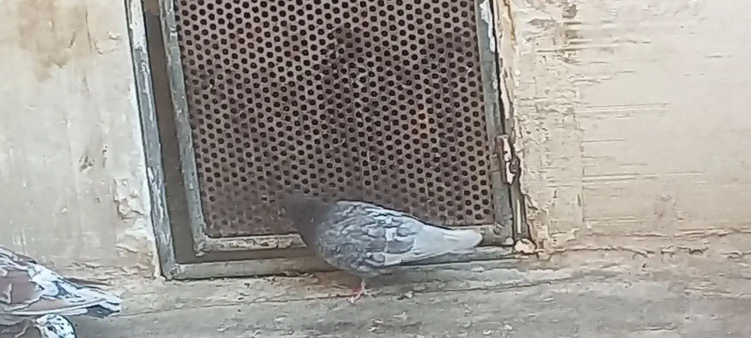 جوجه مغلوف پیس گمشده|پرنده|قم, حاج زینل|دیوار