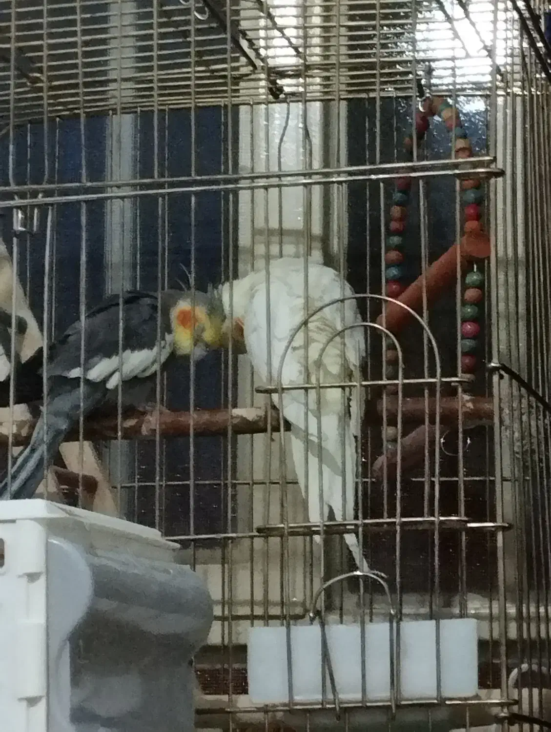 عروس هلندی و جوجه|پرنده|یاسوج, |دیوار