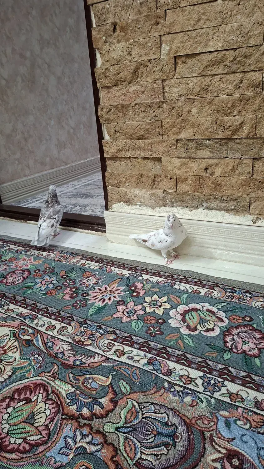 کفتر|پرنده|قرچک, میرزائی شمالی|دیوار