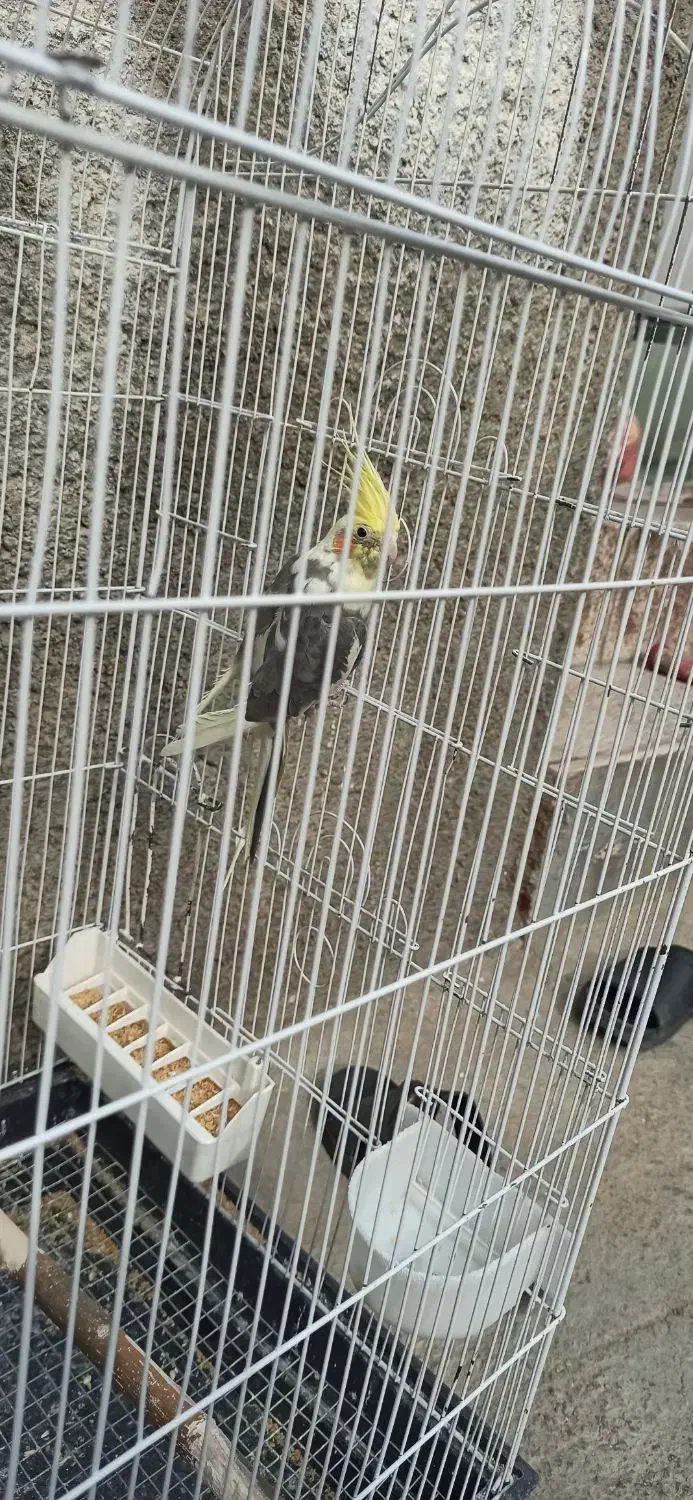 جفت عروس هلندی مولد تضمینی|پرنده|نقده, |دیوار