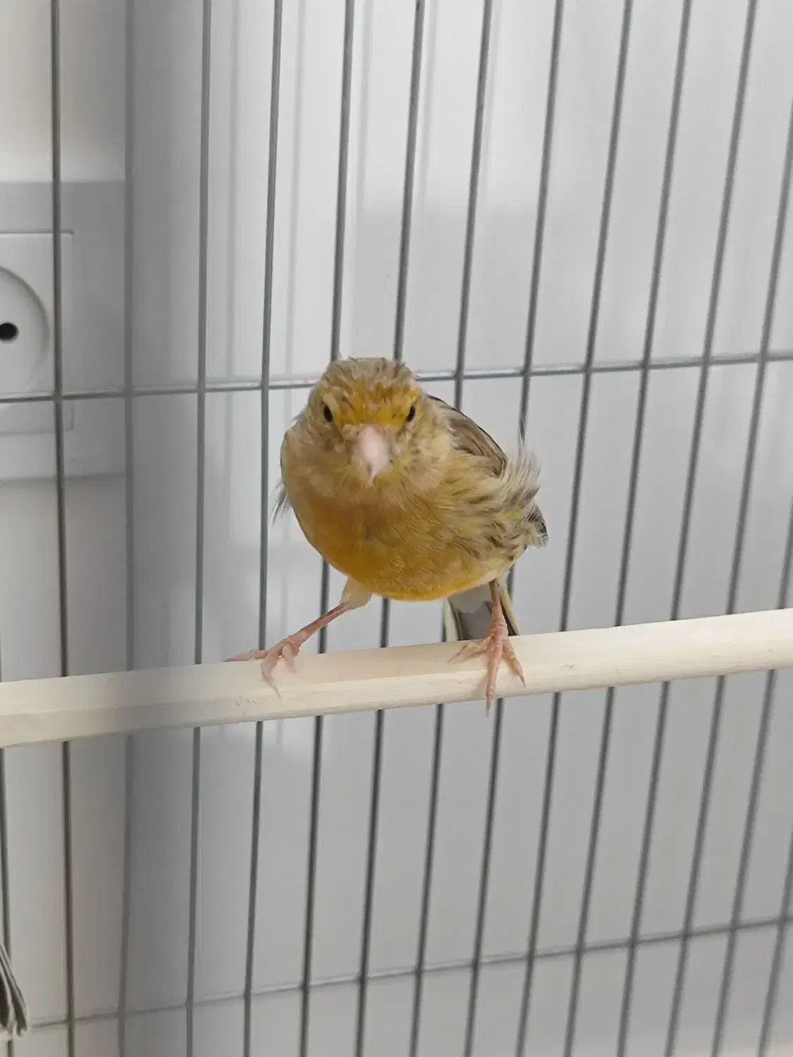 قناری ماده|پرنده|خورموج, |دیوار