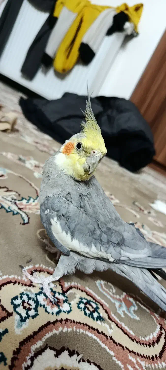 عروس هلندی سخنگو|پرنده|قم, بکایی|دیوار