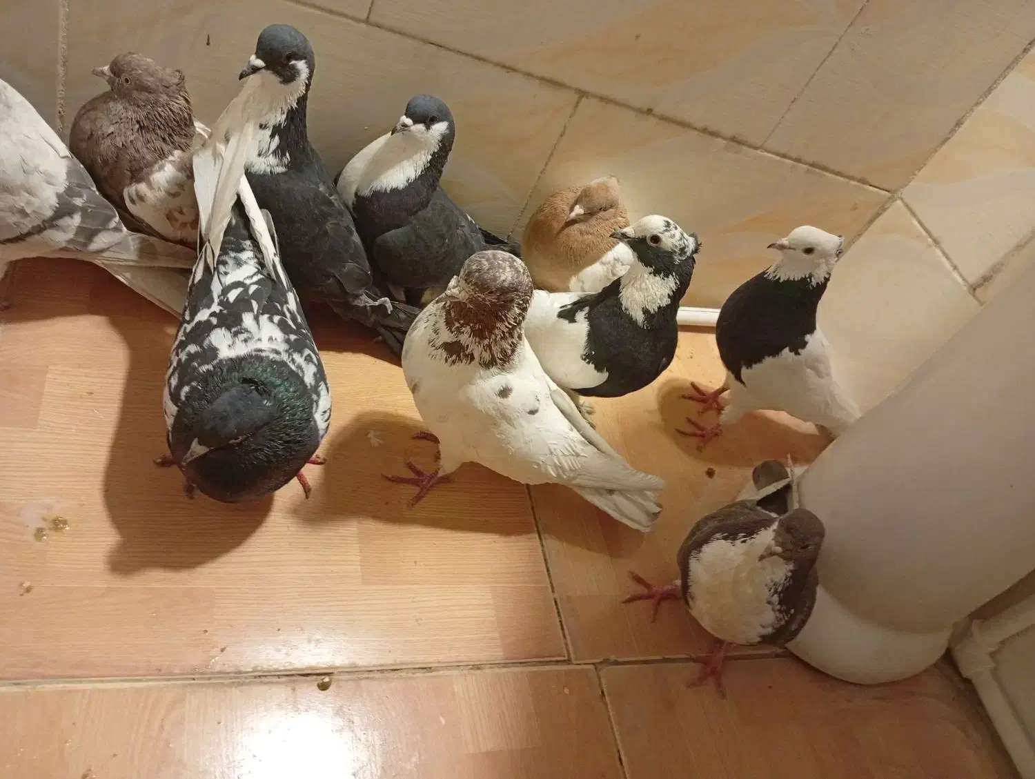 کفتر|پرنده|سرچهان, |دیوار