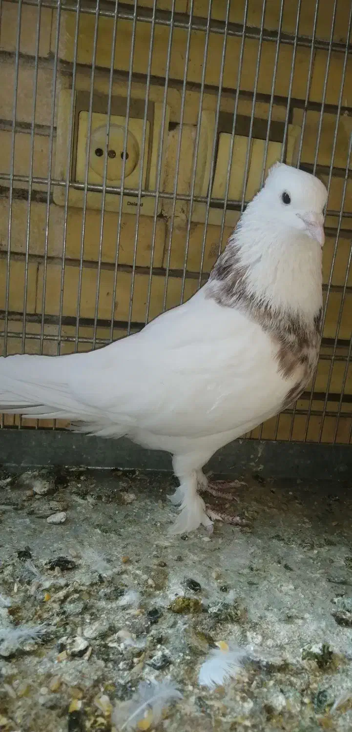 طوقی نر هفت رنگ|پرنده|کاشان, معلم|دیوار