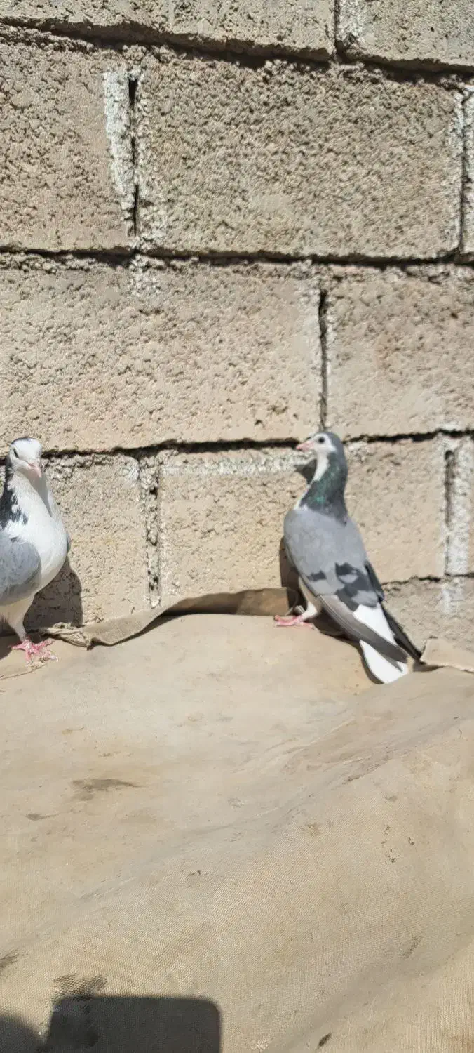 کبوتر نر ماده|پرنده|مسجد سلیمان, |دیوار