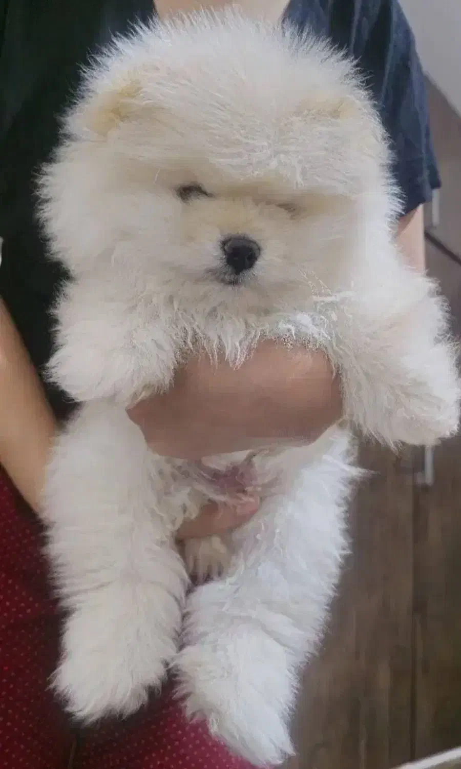 خرسی|سگ|شیراز, اصلاح‌نژاد|دیوار