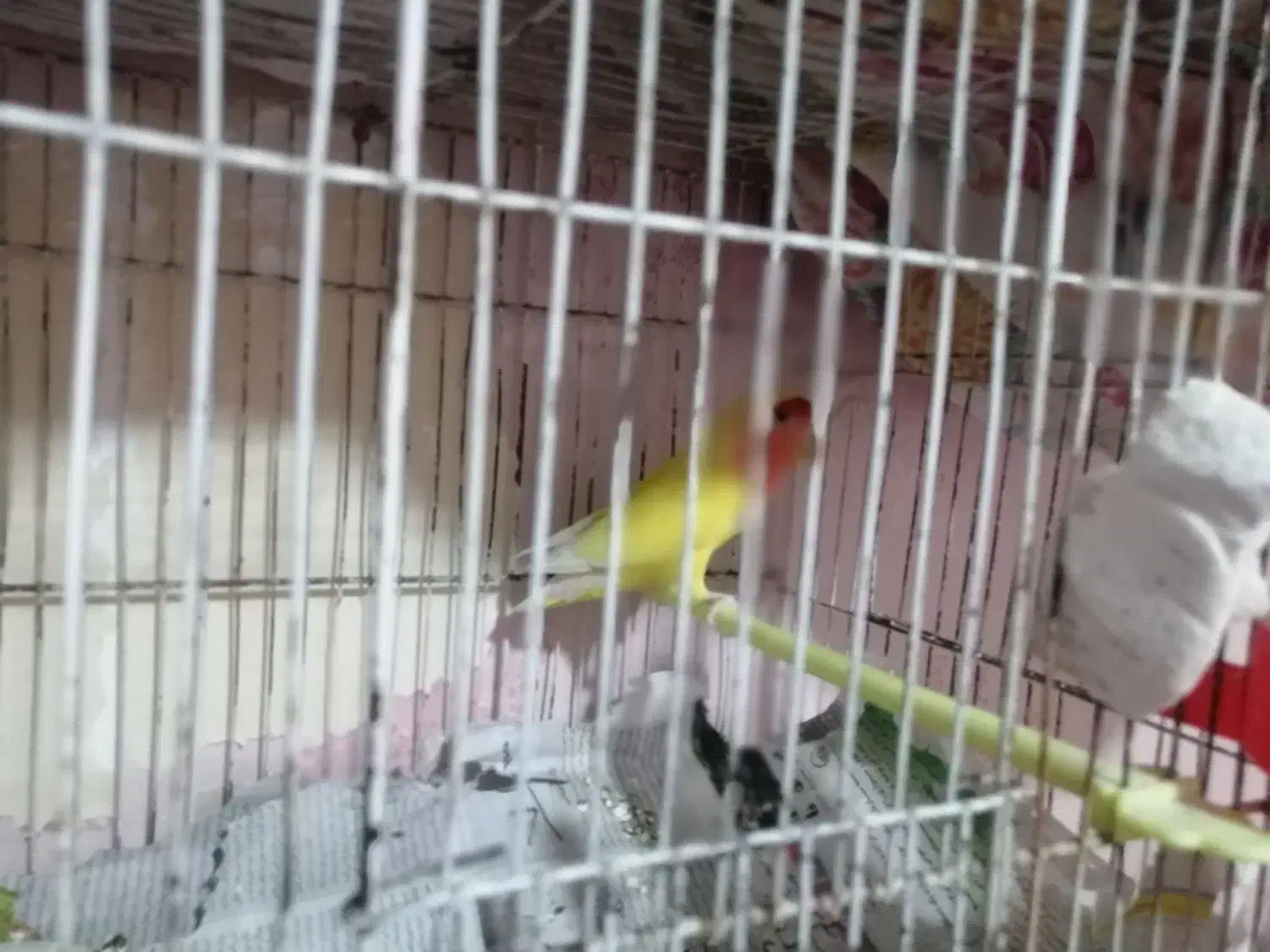 کوتوله زرد صورت هلویی بالغ|پرنده|مشهد, شهرک مطهری|دیوار