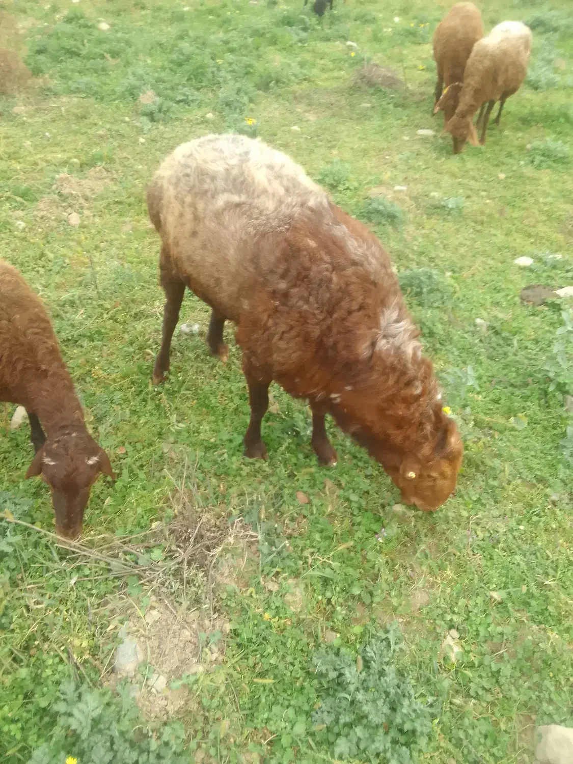 گوسفند نر بالاجاده|حیوانات مزرعه|کردکوی, |دیوار