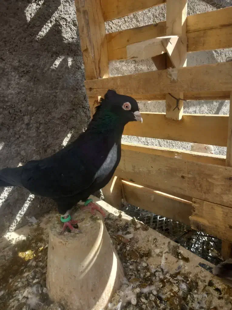 کفتر سیاه ابادانی نر|پرنده|مرودشت, رودبال|دیوار