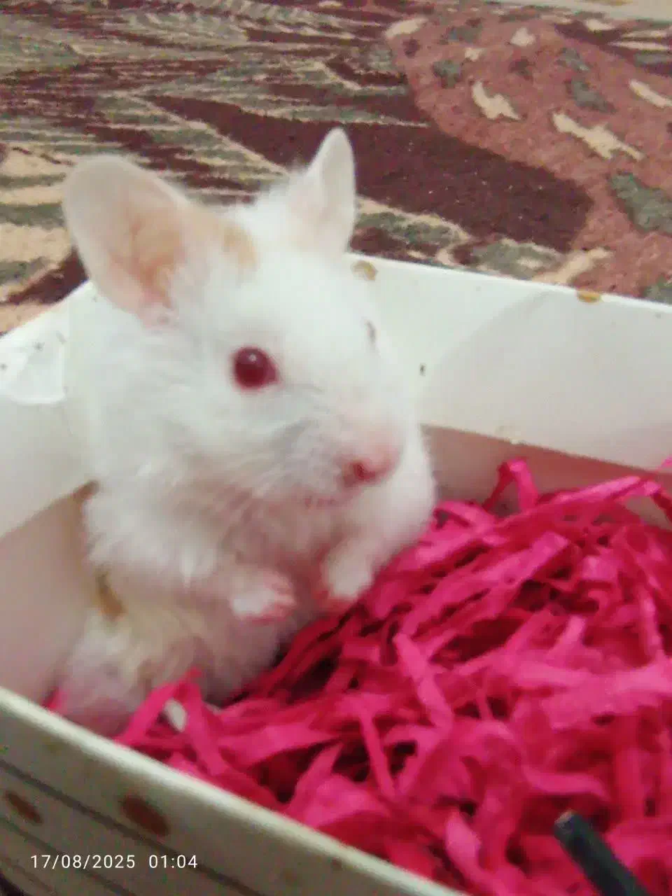 همستر سوری فقط همه باهم|موش و خرگوش|قم, پشت انبار نفت|دیوار