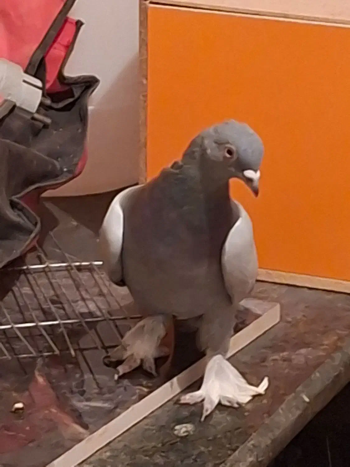 سبز هل پاپر درجه یک|پرنده|مرودشت, ابوذر جنوبی|دیوار