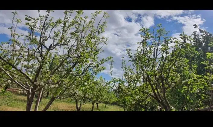 فروش باغ هزار متری هماشهر(سپیدان)|فروش خانه و ویلا|همایجان, |دیوار