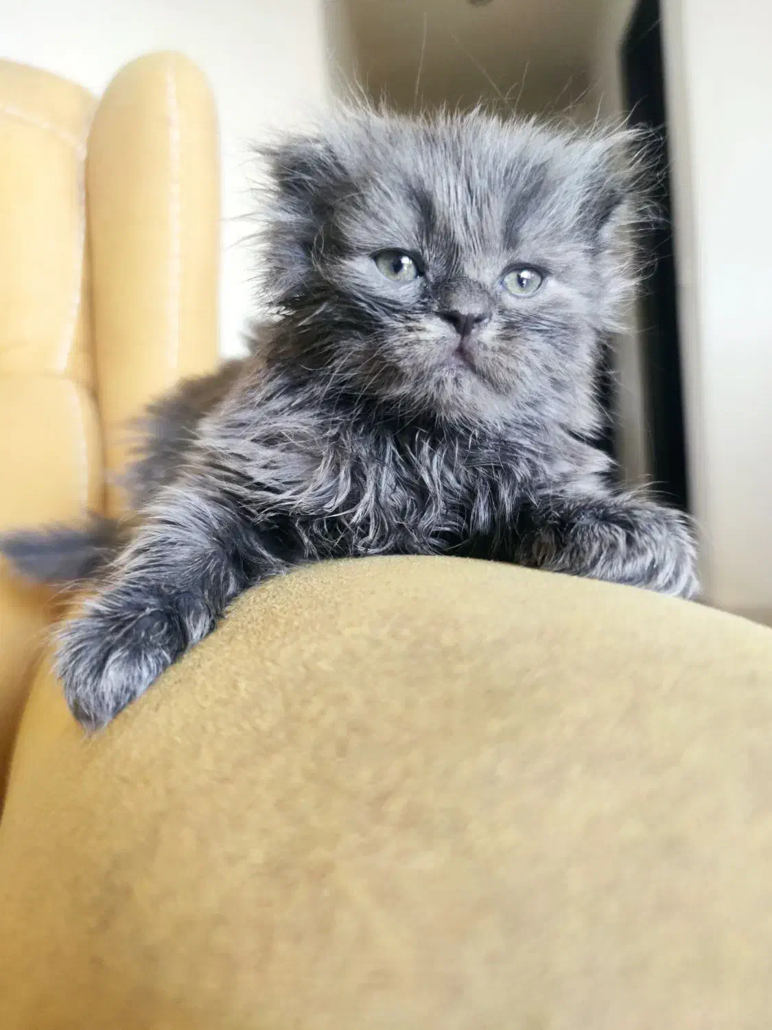 واگـذاری بچه گربه ن ژ ا د د ا ر|گربه|اصفهان, سرچشمه|دیوار