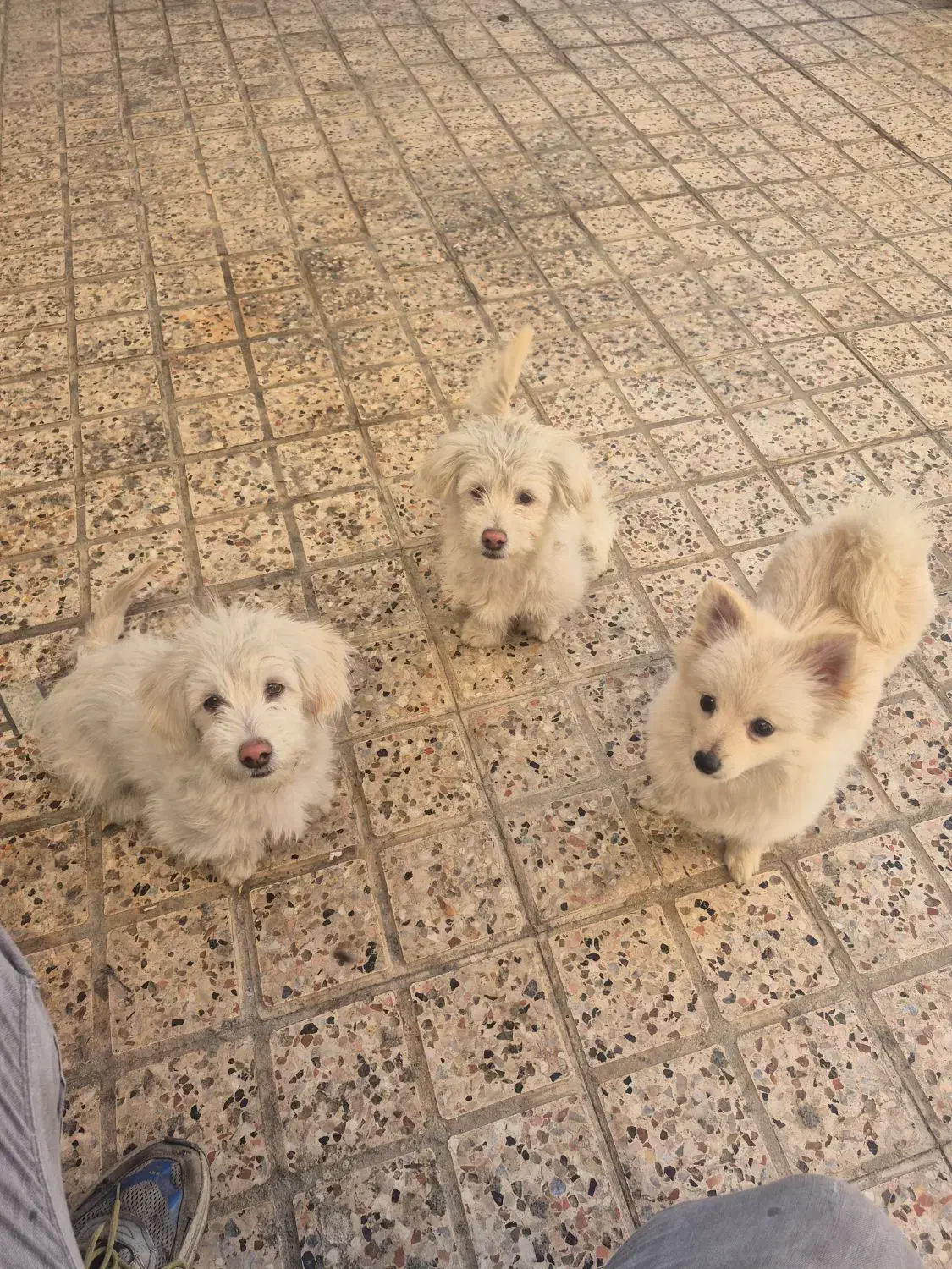 سگ پامر وشیتزو پا کوتاه نر|سگ|مشهد, جاهد شهر|دیوار