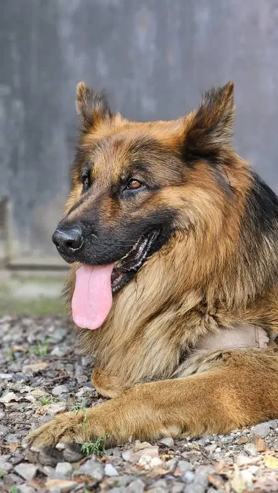 سگ ژرمن|سگ|اسلامشهر, شهرک واوان|دیوار