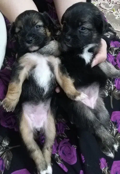 سگ پاکوتاه اشپیتز|سگ|کیاشهر, |دیوار