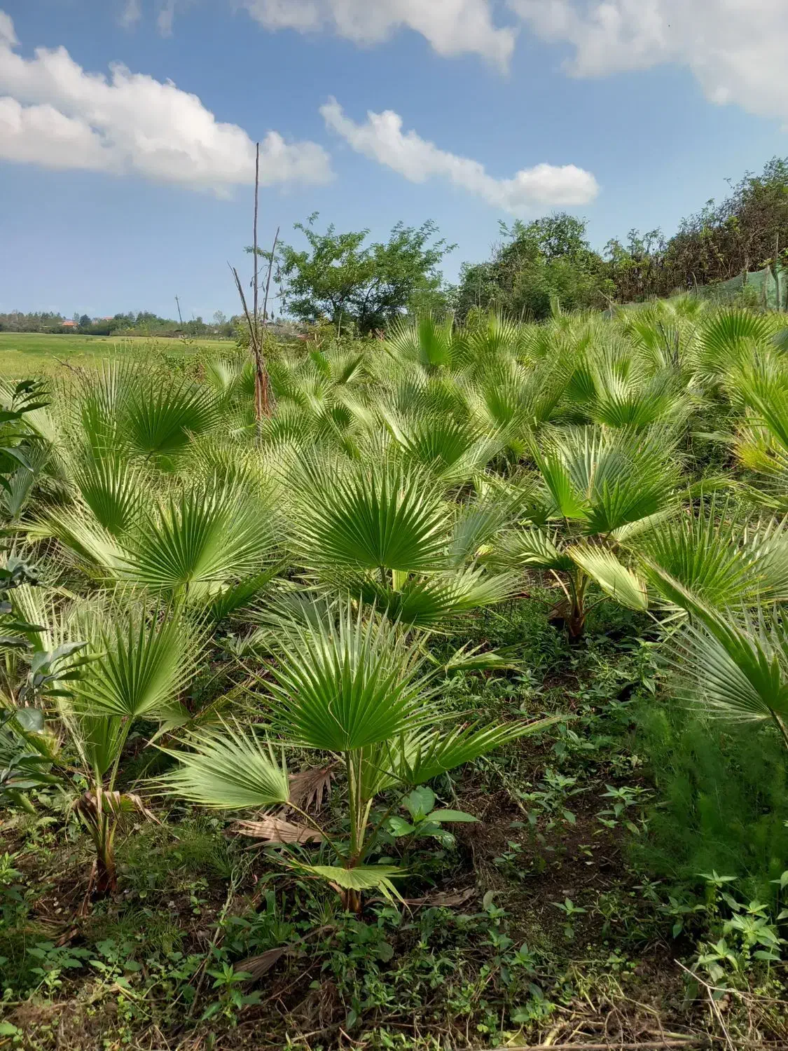 تعداد 200 عدد پالم داخل زمین به فروش میرسد|گل و گیاه طبیعی|واجارگاه, |دیوار