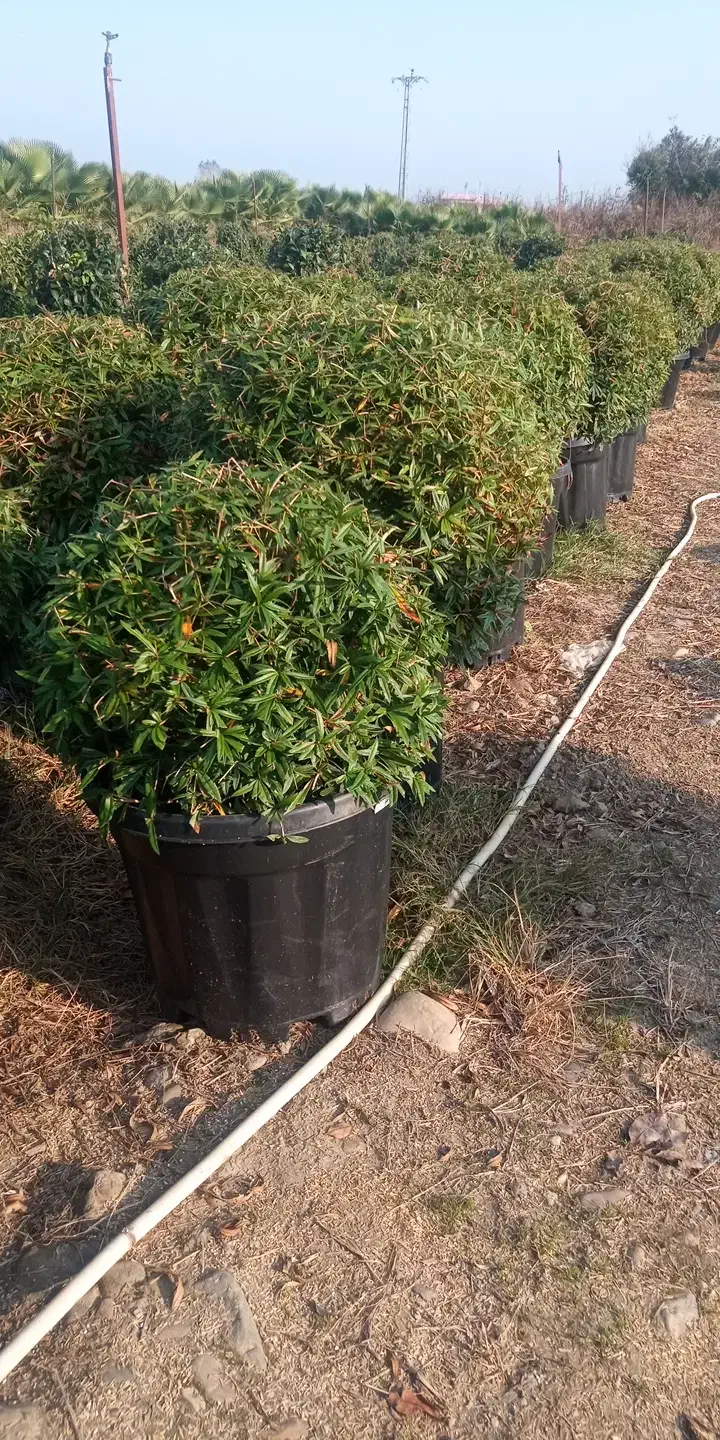 بربرس جعبه 50 لوکس|گل و گیاه طبیعی|رودسر, |دیوار