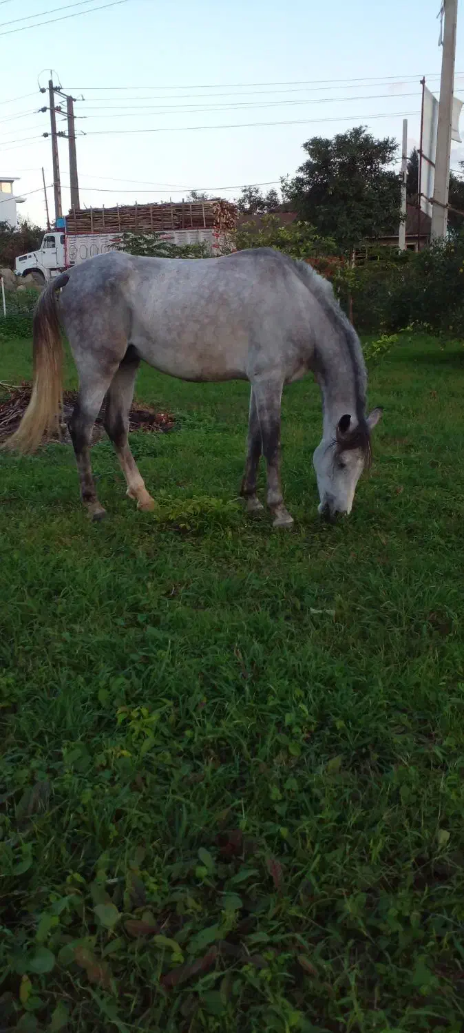 نریان عرب|اسب و تجهیزات اسب‌سواری|تنکابن, |دیوار