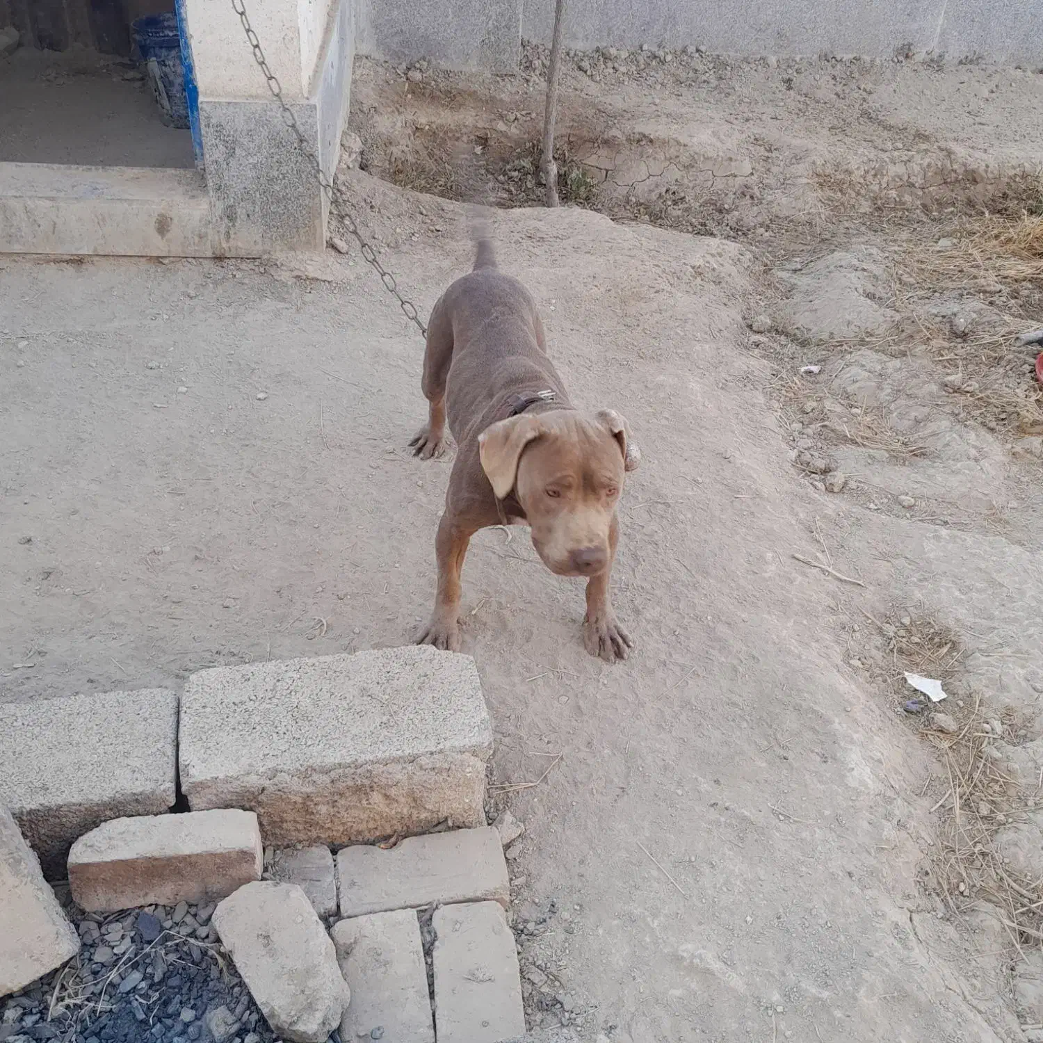 سگ ماده پیتبول|سگ|کرج, ساسانی (قلمستان)|دیوار