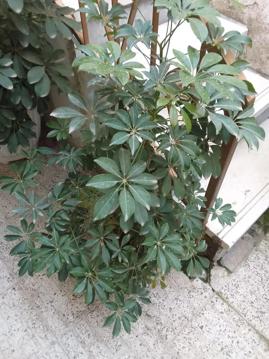 تعدادی گل برای فروش|گل و گیاه طبیعی|لاهیجان, کاروانسرابر|دیوار