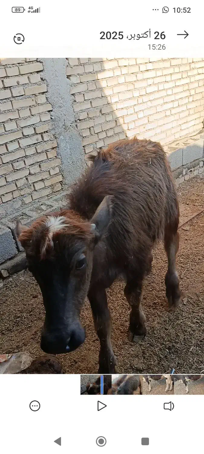 گاوخارجی|حیوانات مزرعه|خرمشهر, |دیوار