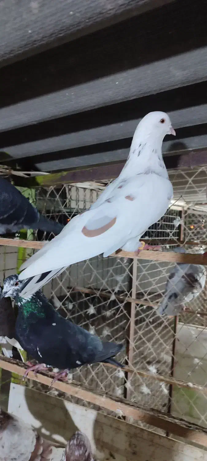 کبوتر|پرنده|بندر ترکمن, |دیوار