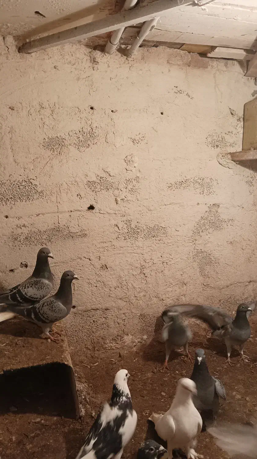 کبوتر شامی مسافتی|پرنده|باسمنج, |دیوار