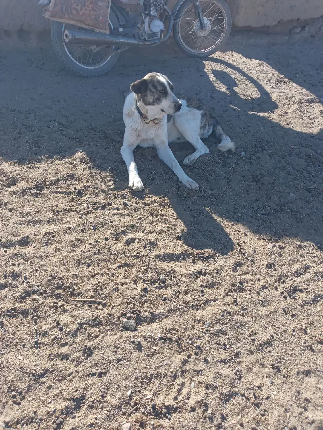 سگ ماده|سگ|نیشابور, هفده شهریور|دیوار