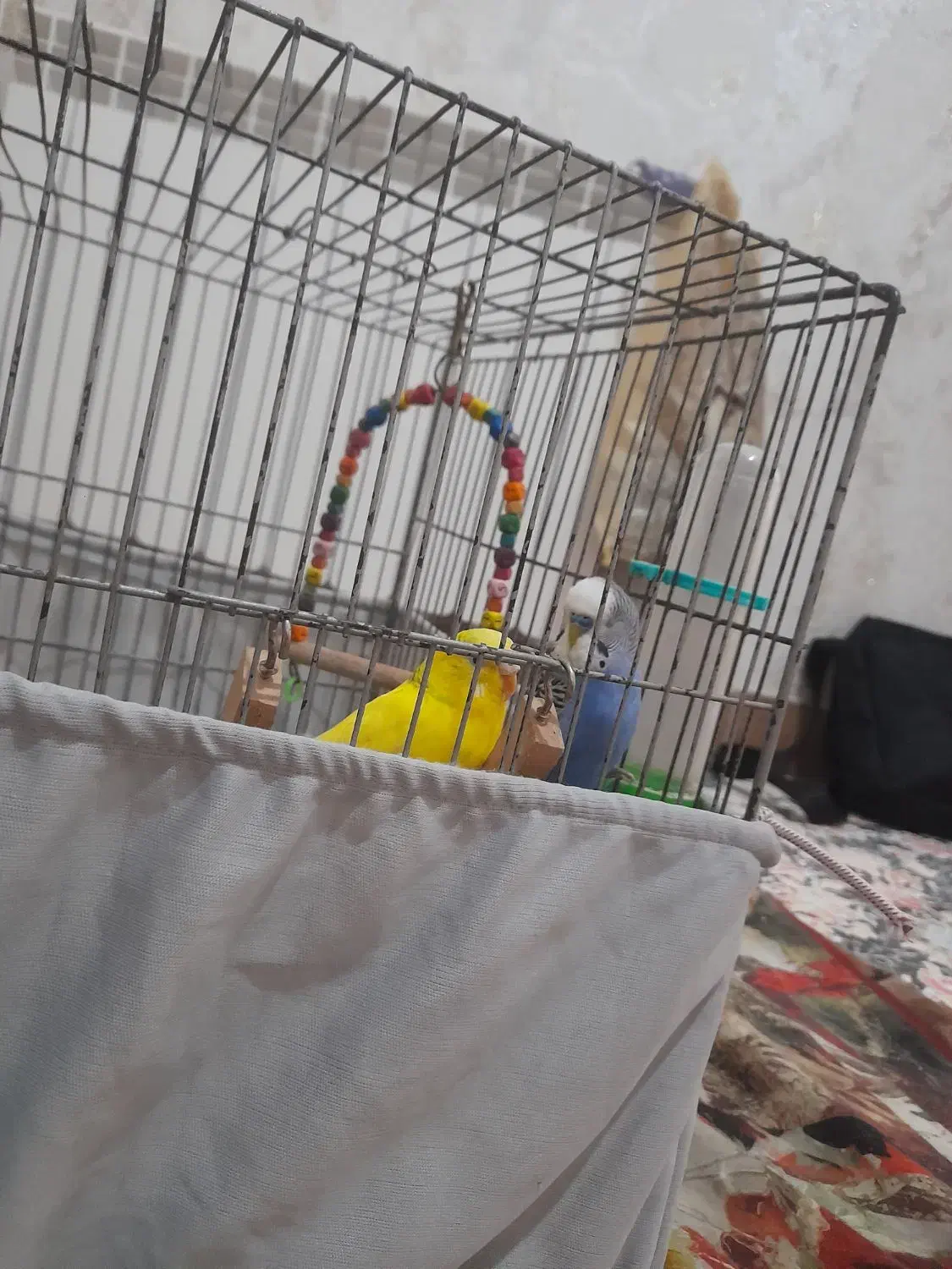 مرغ عشق|پرنده|اسلام‌شهر, شهرک قائمیه|دیوار