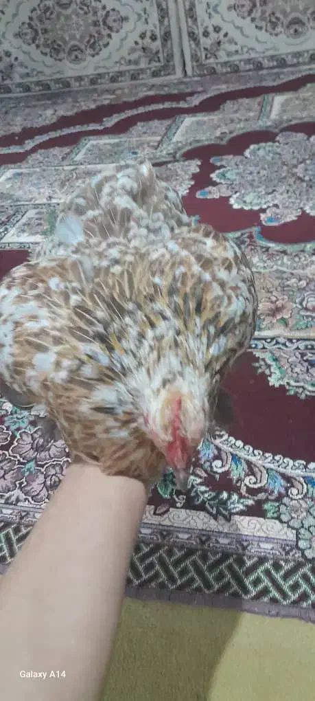 تعدادی کوشین بالغ،جوجه،نیمچه|حیوانات مزرعه|صومعه‌سرا, |دیوار