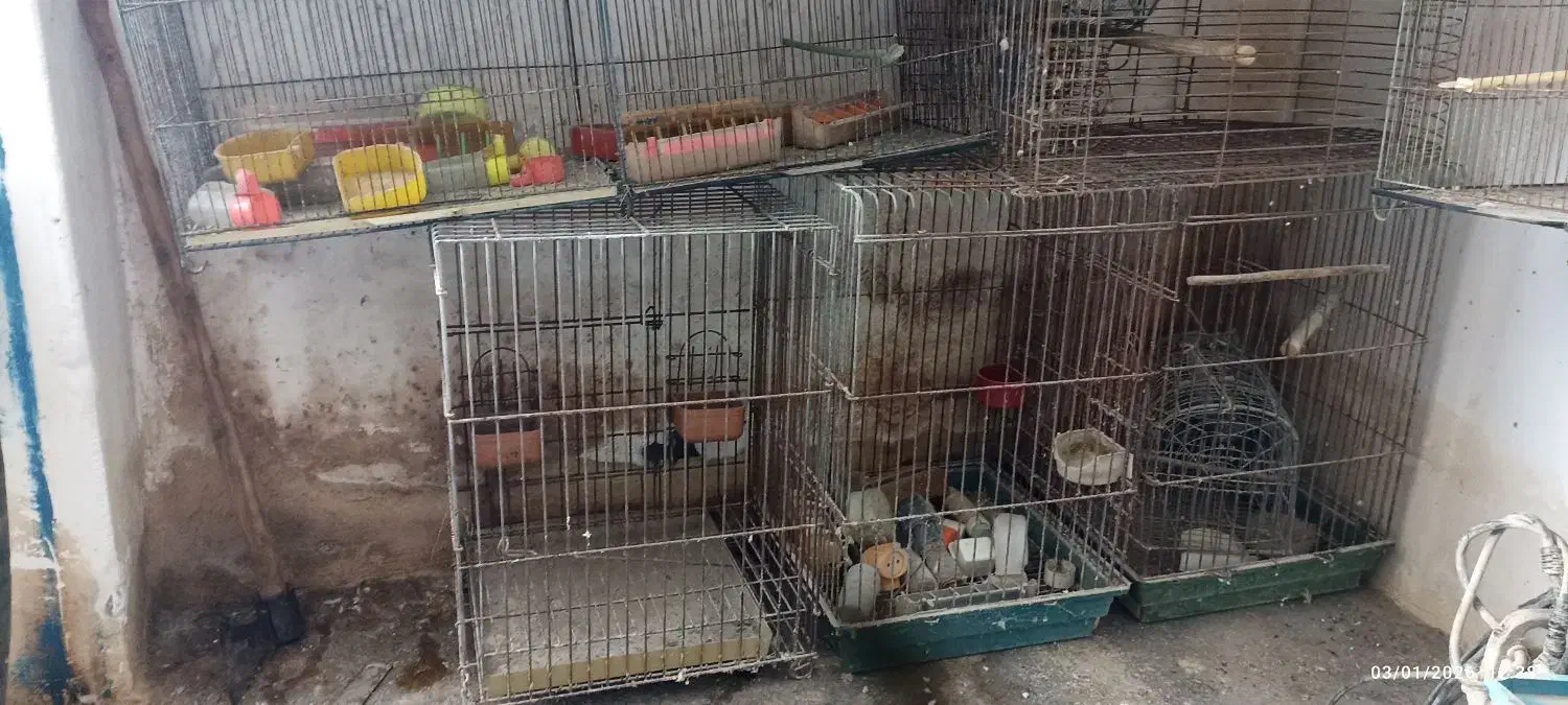 قفس پرنده|لوازم جانبی حیوانات|مانه, |دیوار